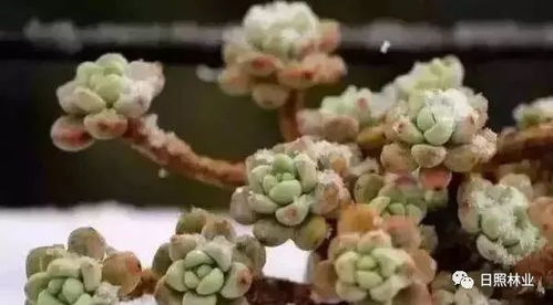 冬天多肉植物，如何有效防冻