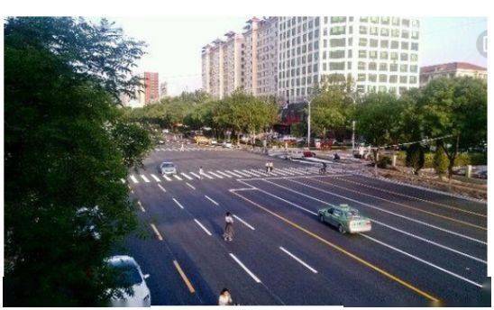 山东滨州适合种植的花草品种