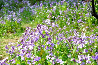 木， 岁月的见证