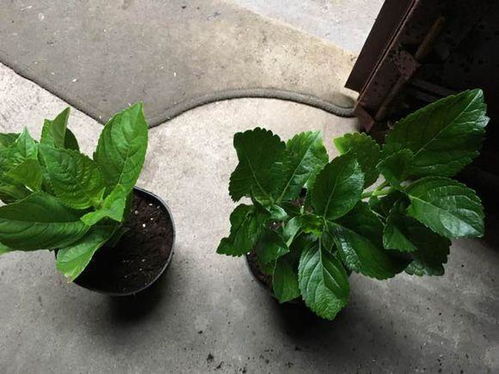 夏天送人的花选择：