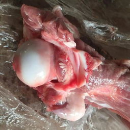 猪饲料中常见的寄生虫有哪些？它们分别对猪有哪些具体危害？