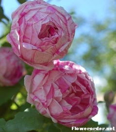 奥诺琳布拉邦月季的花期到底有多长呢？