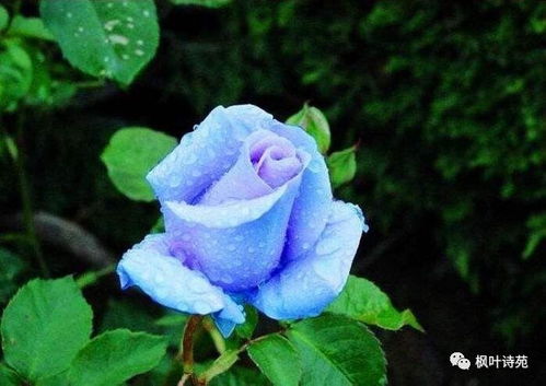 月季花的世界，美得让人心动