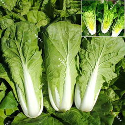 28. 而像芸豆、 黄瓜、西红柿、芹菜、丝瓜、佛手瓜等也是农村菜地里常见的蔬菜