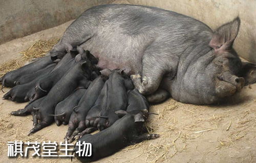 立夏高温暴击母猪产程延长40%，产房保卫战刻不容缓