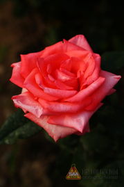 藤本月季的种植技巧