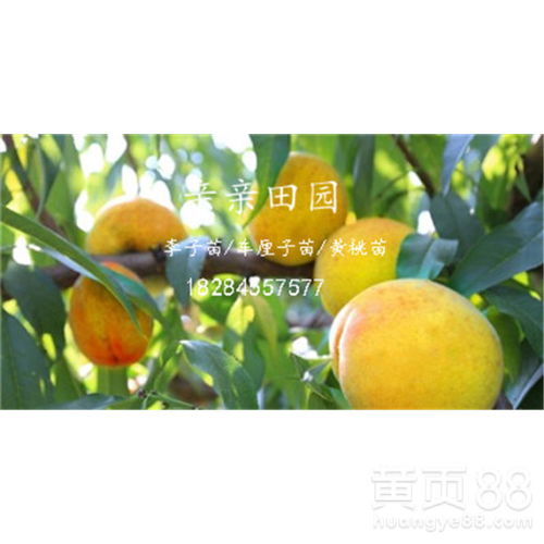 2024年10月29日，黄桃批发价行情
