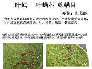 茉莉花长红蜘蛛怎么办？如何有效防治