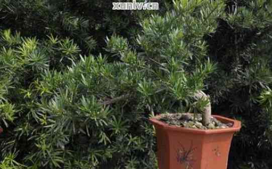 珍珠罗汉松的特点