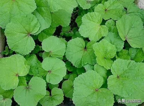 冬寒菜除草剂的使用小窍门