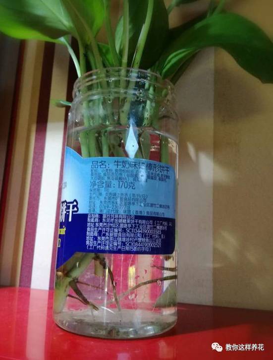 花生根生长的小秘密