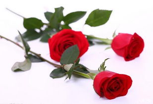 哎呀，玫瑰花怎么啦？垂头丧气真让人心疼！