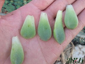 多肉种植，如何拆分叶片种植