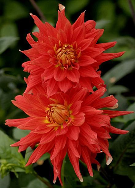 这个七片花瓣的花品种真的存在吗？