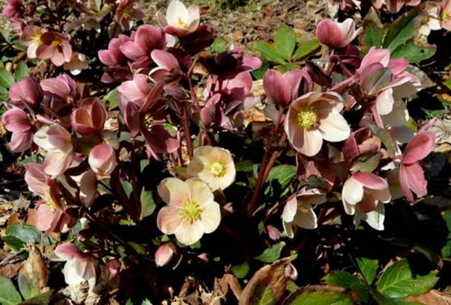③ 圣诞伽蓝菜（Kalanchoe blossfeldiana）