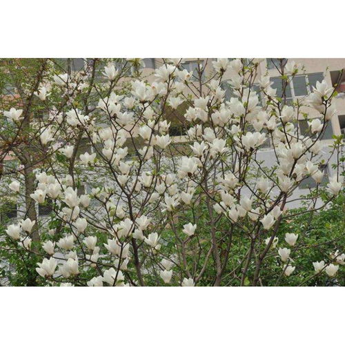 南阳白玉兰批发基地的秘密