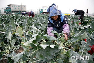 青菜：绿色蔬菜， 健康生活