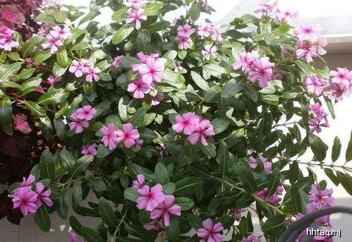 长春花种植全指南中，如何根据土壤和肥料调整