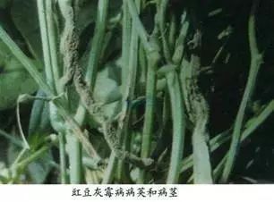 百菌清的注意事项