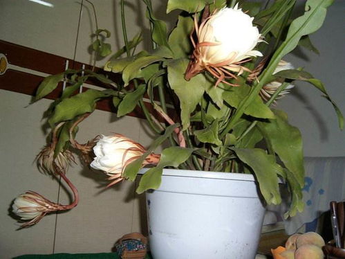 昙花该浇水了？土壤干透了吗