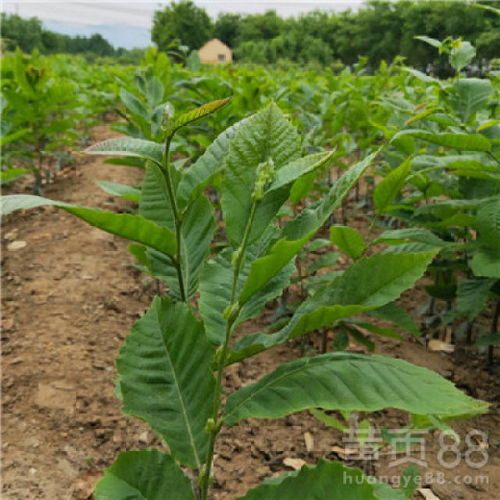 桑叶树苗种植时需要注意哪些技术要点才能实现桑树高产