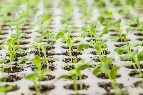 我国苗木花卉产量全球领先，133万公顷，意味着什么？