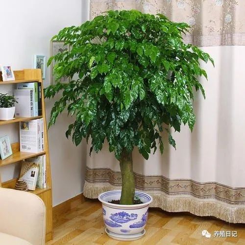 双“进户门放绿植好？寓意招财又吉祥