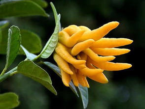 三、修剪技巧，新手也嫩轻松上手