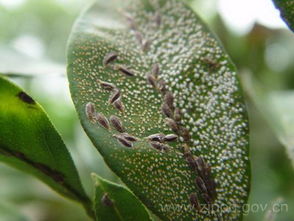 茉莉介壳虫防治药剂选择，哪种高效低毒的农药对茉莉介壳虫有显著效果