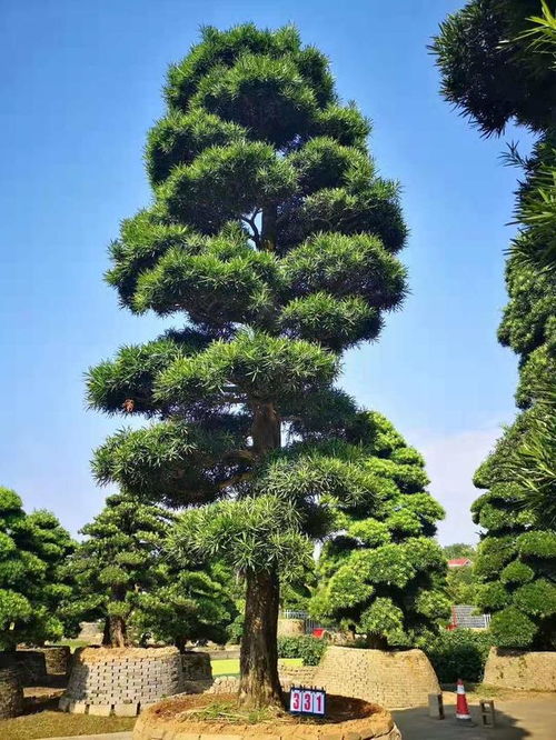 Zui贵的罗汉松苗品种是哪一种？