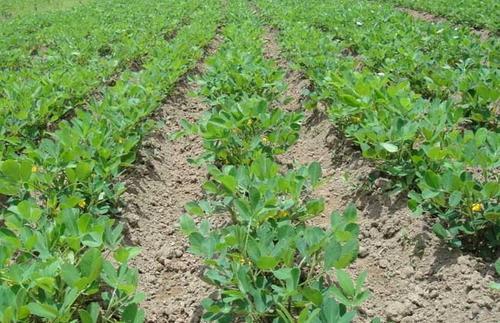 花生拌种的奥秘