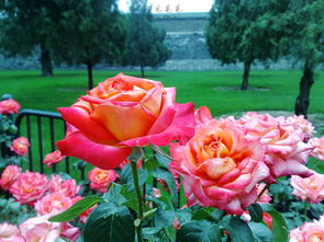 保定市的气候与植物