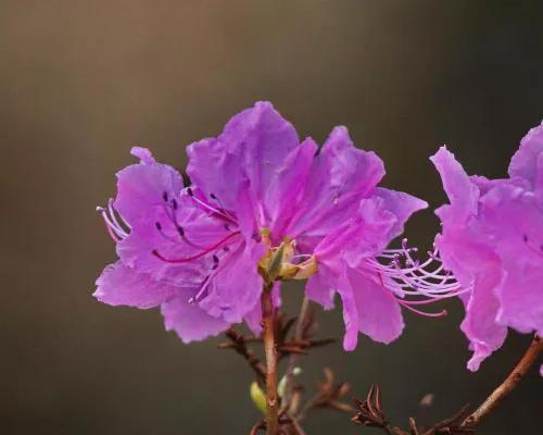 杜鹃花的繁殖大揭秘