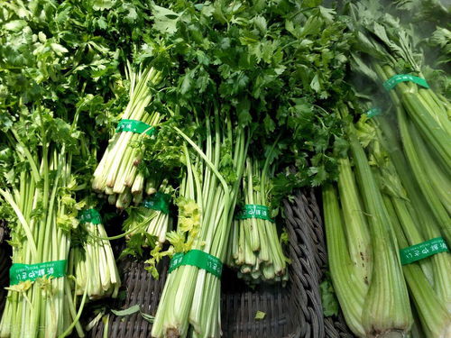 芹菜：清新爽口的蔬菜