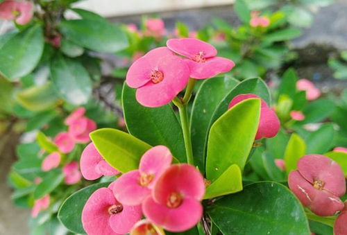 铁海棠：生命中的烈焰诗篇