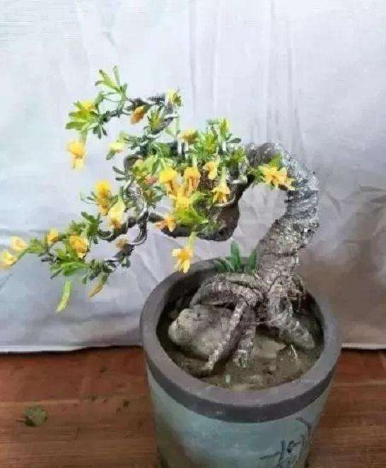 腊梅盆景发黄，是浇水过多还是施肥不当