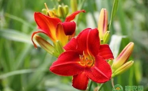 萱草花的养殖技巧，你学会了吗？