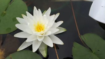 晚睡莲种植， 揭秘夜间开花秘诀