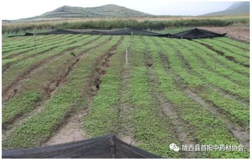 六、高存活率秘诀：研究温室当归苗的抗寒性