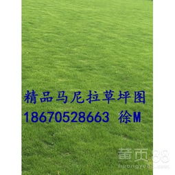 购买马尼拉草坪，注意事项