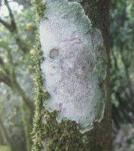 青苔的烦恼，开水能解吗？