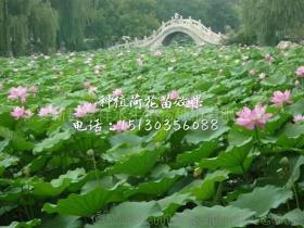 不同品种， 不同价格