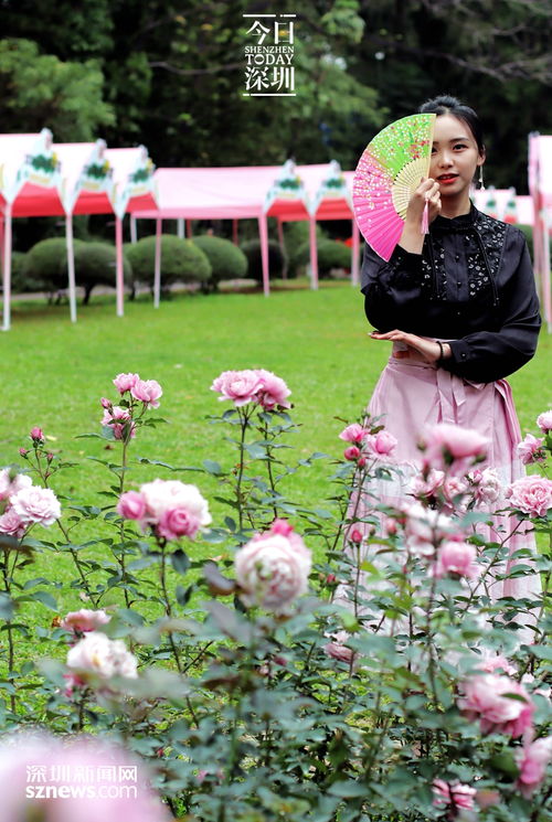 花海浪漫， 五园联动月季赏