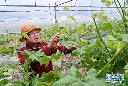 春天来了月季花也要上心照顾啦！