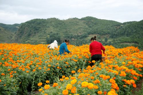 万寿菊：五彩斑斓的“彩虹糖”