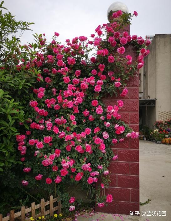 这几种藤本月季苗情有何区别？