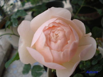 曼纽尔卡诺瓦斯月季的花期有多长？