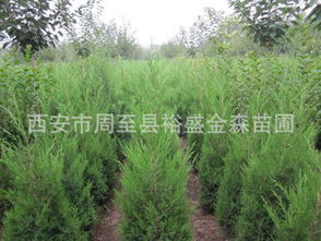 松树柏树绿油油，价格也不赖呀！