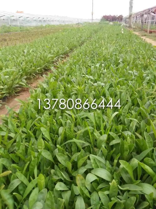 敌力脱乳油：另一种选择