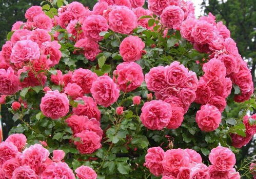 夏天月季花养护：哪四种水不嫩浇， 否则花会死